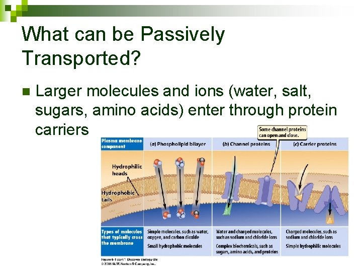 What can be Passively Transported? n Larger molecules and ions (water, salt, sugars, amino
