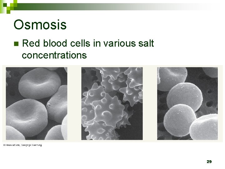 Osmosis n Red blood cells in various salt concentrations 29 