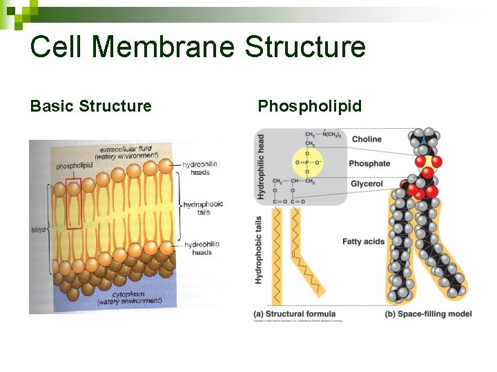 Cell Membrane Structure Basic Structure Phospholipid 