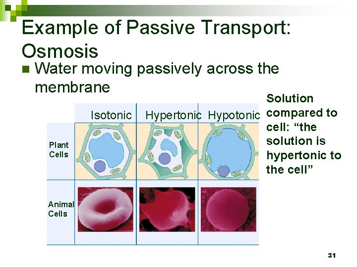 Example of Passive Transport: Osmosis n Water moving passively across the membrane Isotonic Plant