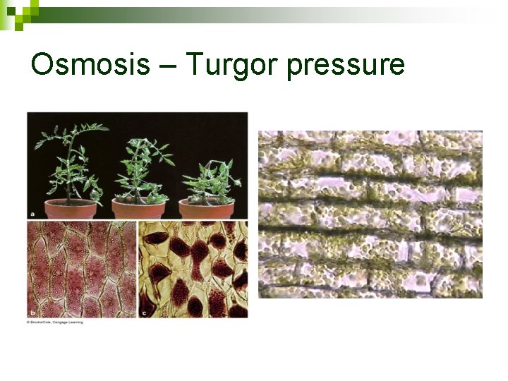 Osmosis – Turgor pressure 