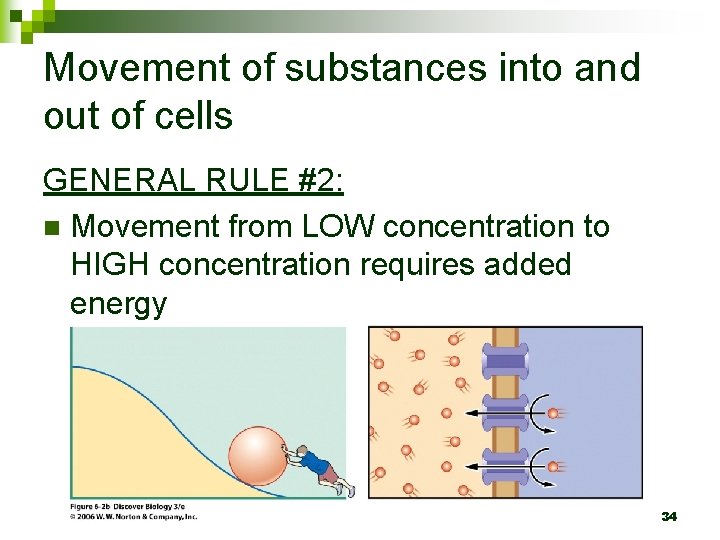 Movement of substances into and out of cells GENERAL RULE #2: n Movement from