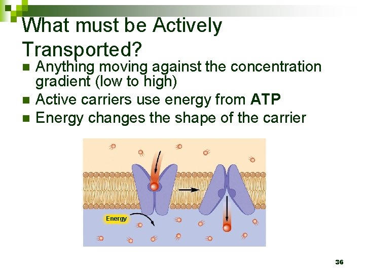 What must be Actively Transported? n n n Anything moving against the concentration gradient