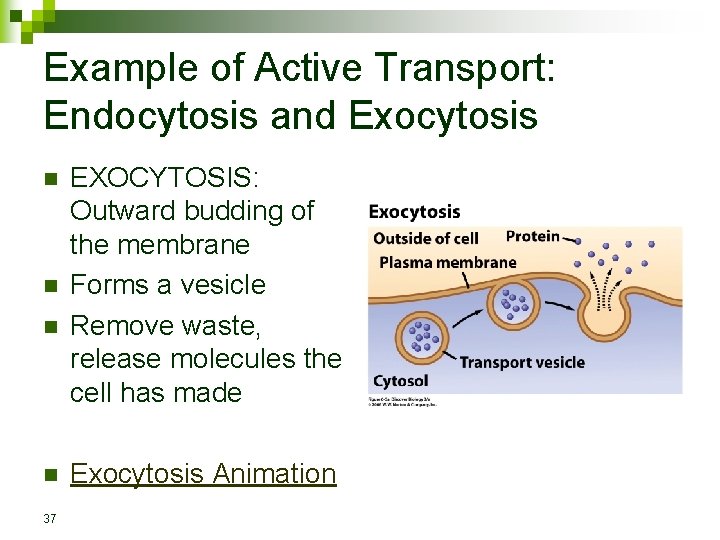 Example of Active Transport: Endocytosis and Exocytosis n n 37 EXOCYTOSIS: Outward budding of