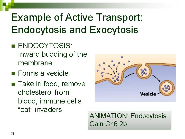 Example of Active Transport: Endocytosis and Exocytosis n n n 38 ENDOCYTOSIS: Inward budding