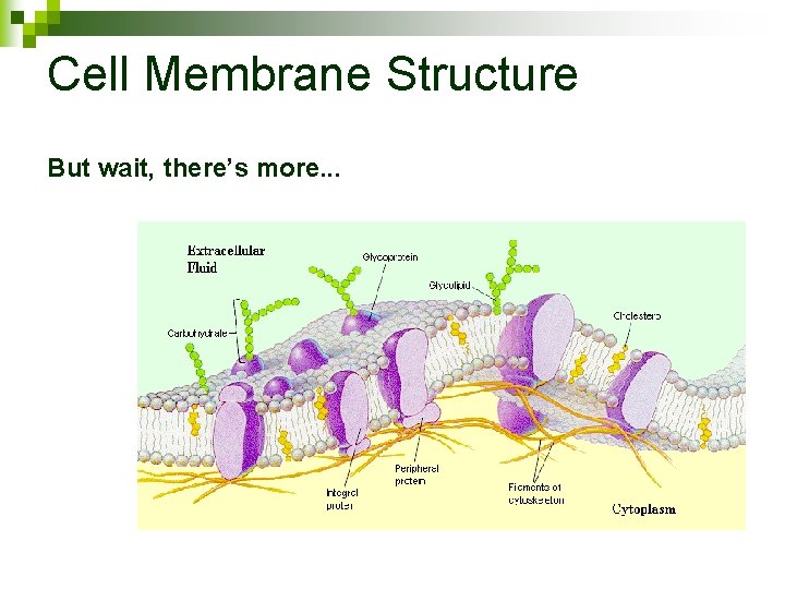 Cell Membrane Structure But wait, there’s more. . . 
