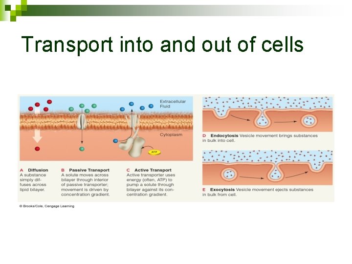Transport into and out of cells 