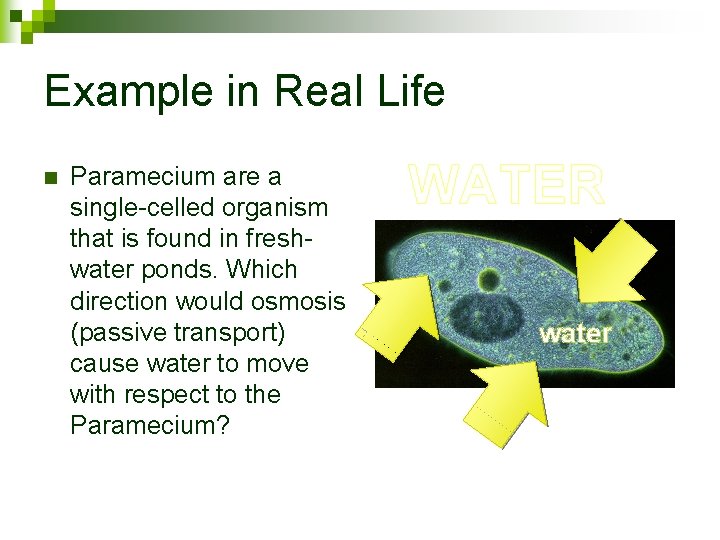 Example in Real Life n Paramecium are a single-celled organism that is found in