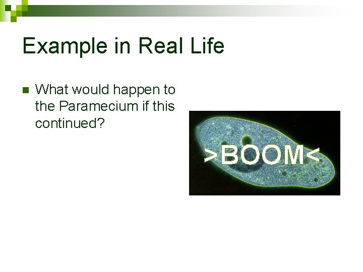 Example in Real Life n What would happen to the Paramecium if this continued?