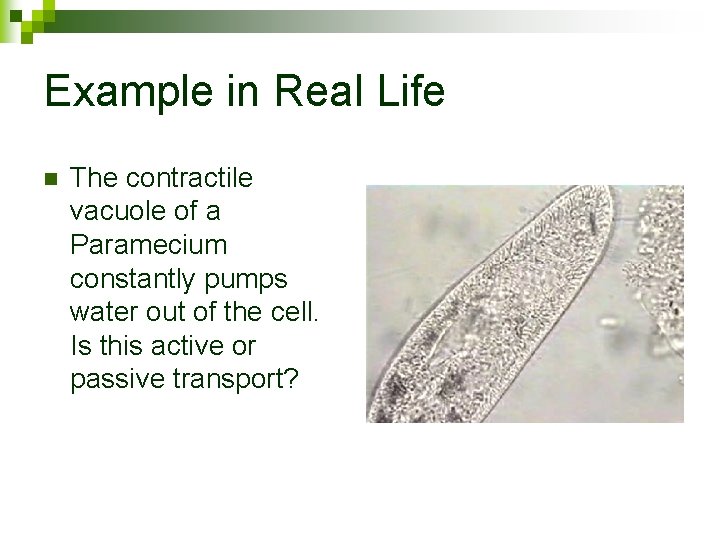 Example in Real Life n The contractile vacuole of a Paramecium constantly pumps water