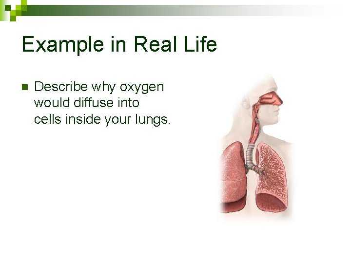 Example in Real Life n Describe why oxygen would diffuse into cells inside your
