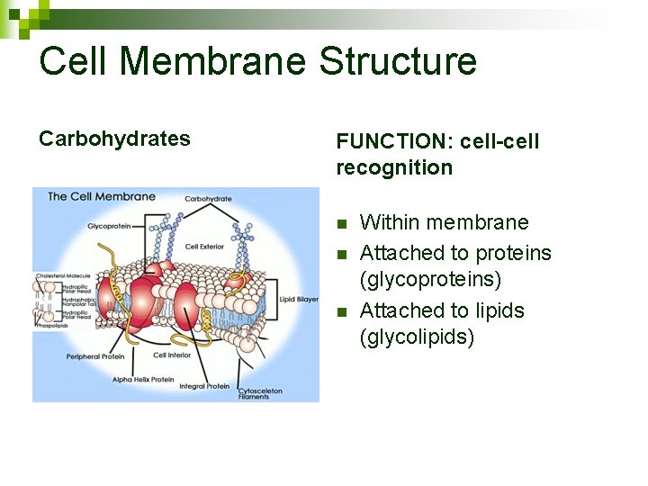 Cell Membrane Structure Carbohydrates FUNCTION: cell-cell recognition n Within membrane Attached to proteins (glycoproteins)
