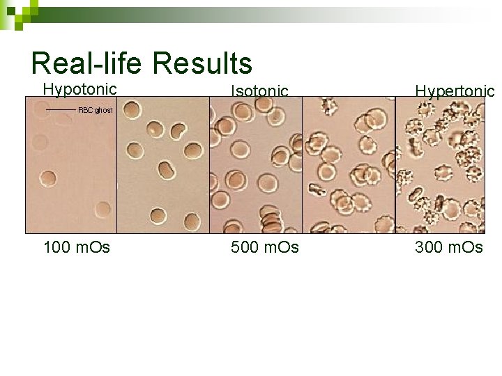 Real-life Results Hypotonic Isotonic Hypertonic 100 m. Os 500 m. Os 300 m. Os