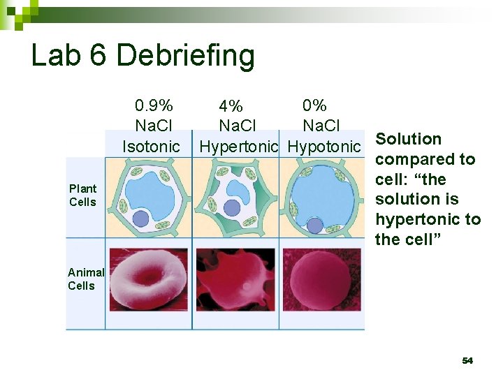 Lab 6 Debriefing 0. 9% Na. Cl Isotonic Plant Cells 0% 4% Na. Cl