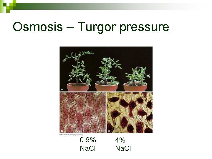 Osmosis – Turgor pressure 0. 9% Na. Cl 4% Na. Cl 