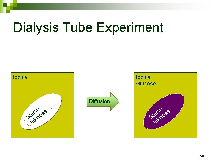 Dialysis Tube Experiment Iodine Glucose Diffusion ch se r a St luco G 56