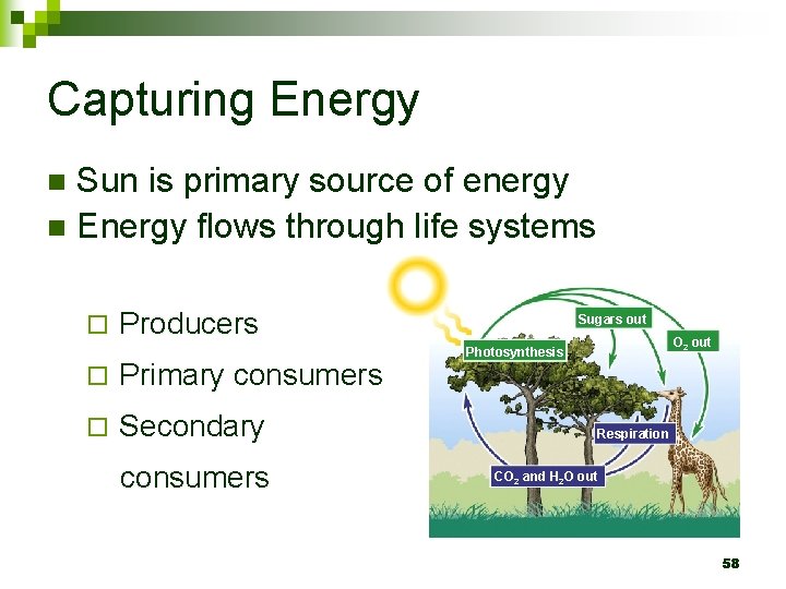 Capturing Energy Sun is primary source of energy n Energy flows through life systems