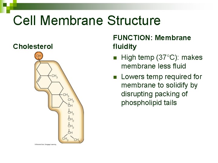 Cell Membrane Structure Cholesterol FUNCTION: Membrane fluidity n n High temp (37°C): makes membrane