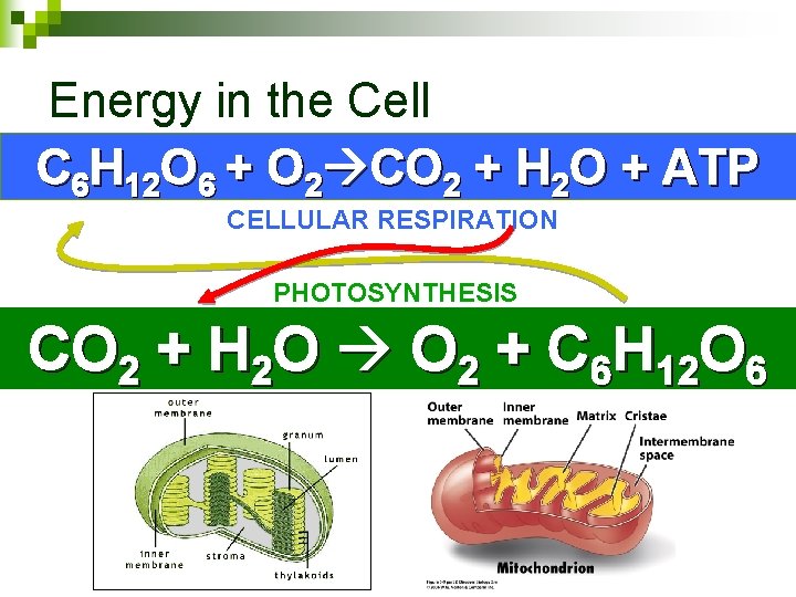 Energy in the Cell C 6 H 12 O 6 + O 2 CO