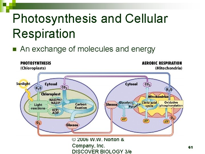 Photosynthesis and Cellular Respiration n An exchange of molecules and energy © 2006 W.