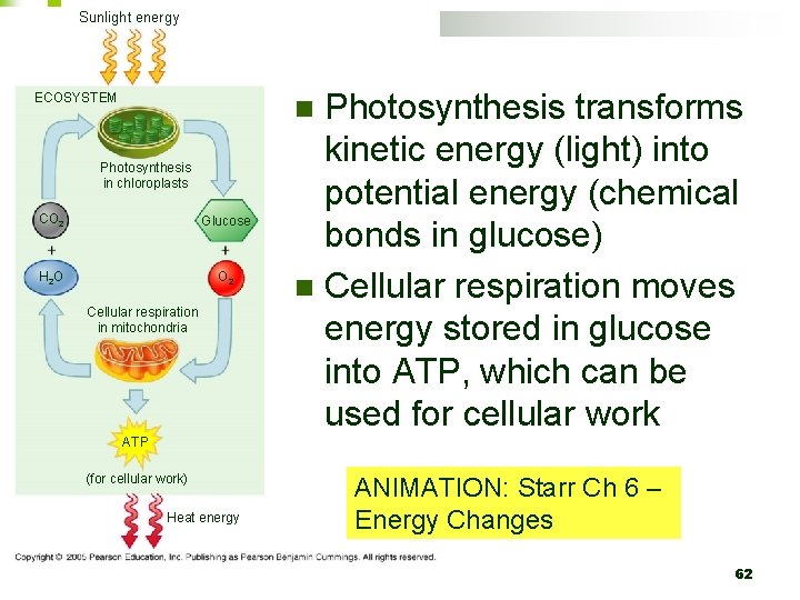Sunlight energy ECOSYSTEM Photosynthesis transforms kinetic energy (light) into potential energy (chemical bonds in