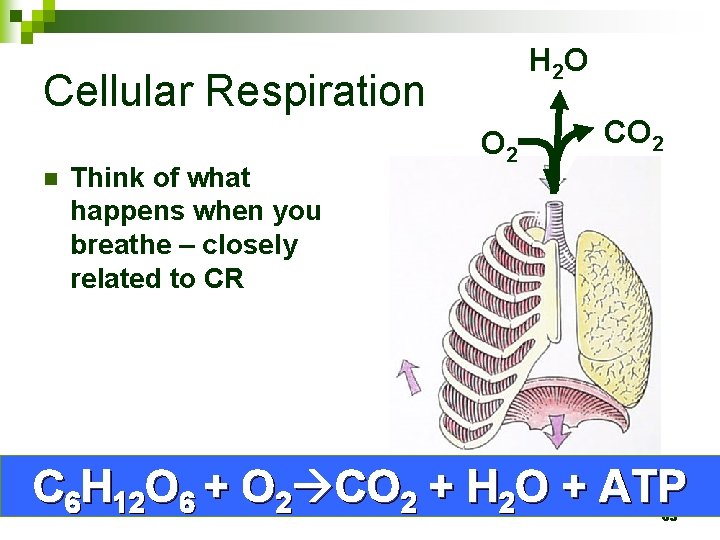 H 2 O Cellular Respiration n Think of what happens when you breathe –