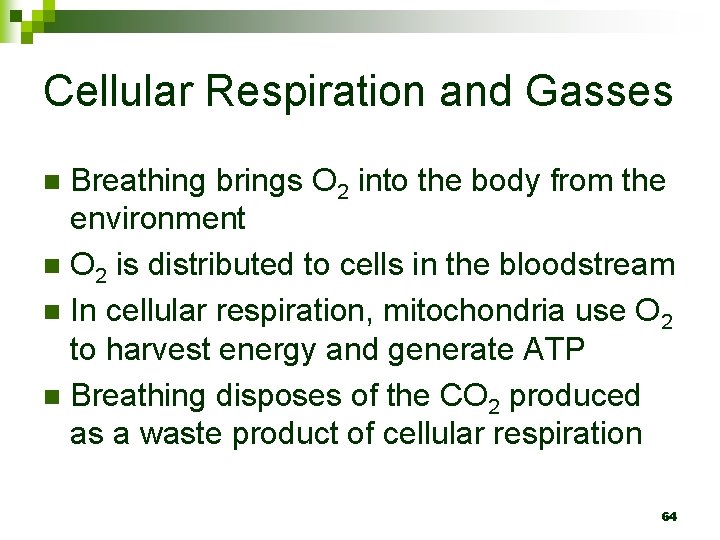 Cellular Respiration and Gasses Breathing brings O 2 into the body from the environment