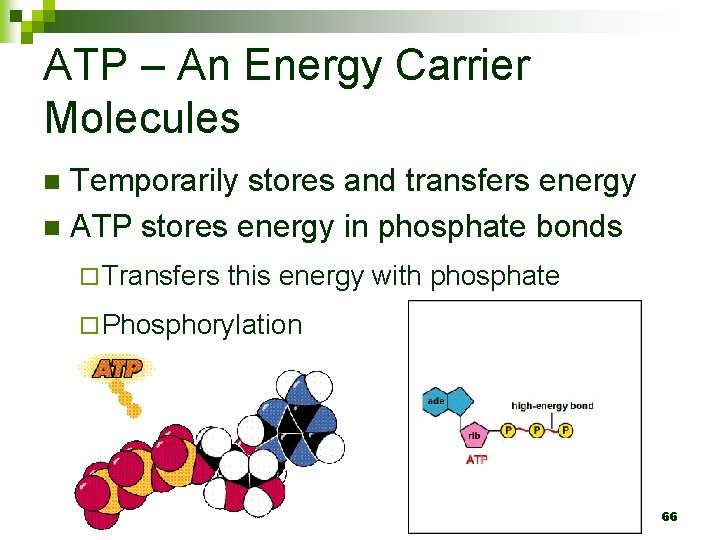 ATP – An Energy Carrier Molecules Temporarily stores and transfers energy n ATP stores