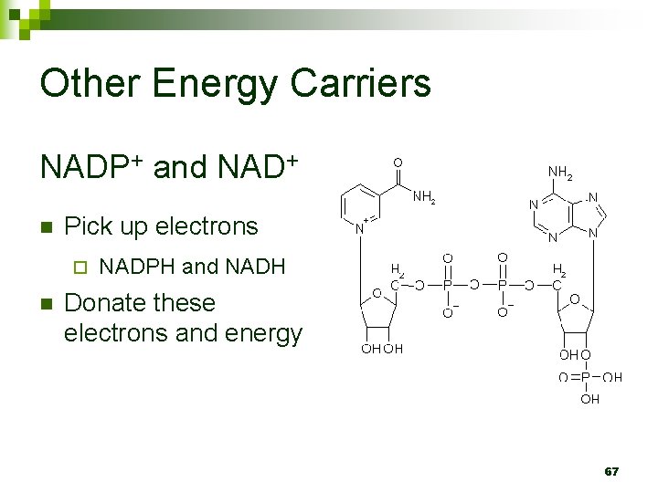 Other Energy Carriers NADP+ and NAD+ n Pick up electrons ¨ n NADPH and