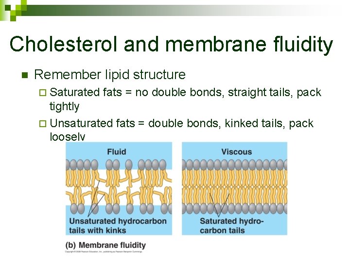 Cholesterol and membrane fluidity n Remember lipid structure ¨ Saturated fats = no double