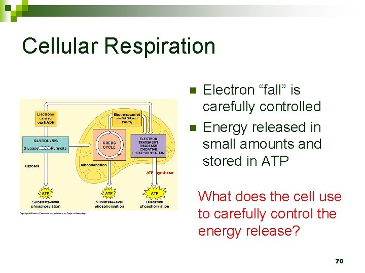 Cellular Respiration n n Electron “fall” is carefully controlled Energy released in small amounts