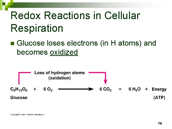 Redox Reactions in Cellular Respiration n Glucose loses electrons (in H atoms) and becomes