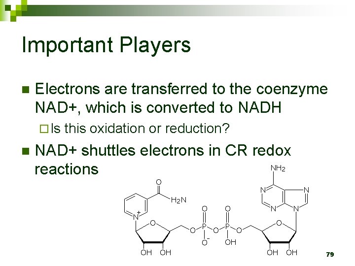 Important Players n Electrons are transferred to the coenzyme NAD+, which is converted to