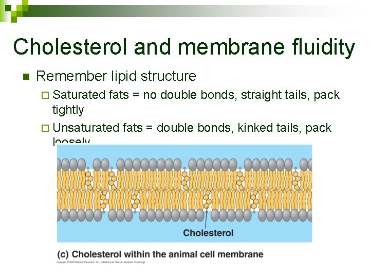 Cholesterol and membrane fluidity n Remember lipid structure ¨ Saturated fats = no double