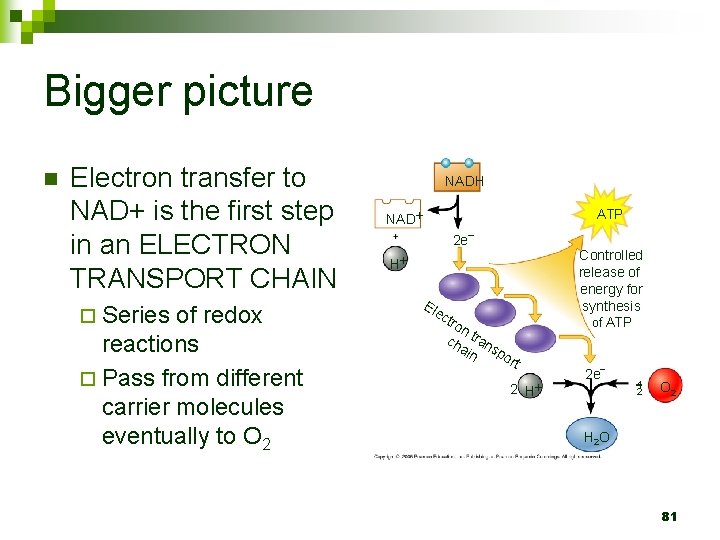 Bigger picture n Electron transfer to NAD+ is the first step in an ELECTRON