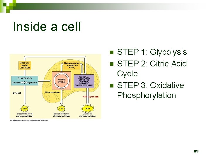 Inside a cell n n n STEP 1: Glycolysis STEP 2: Citric Acid Cycle