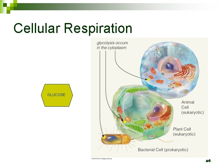 Cellular Respiration GLUCOSE 84 