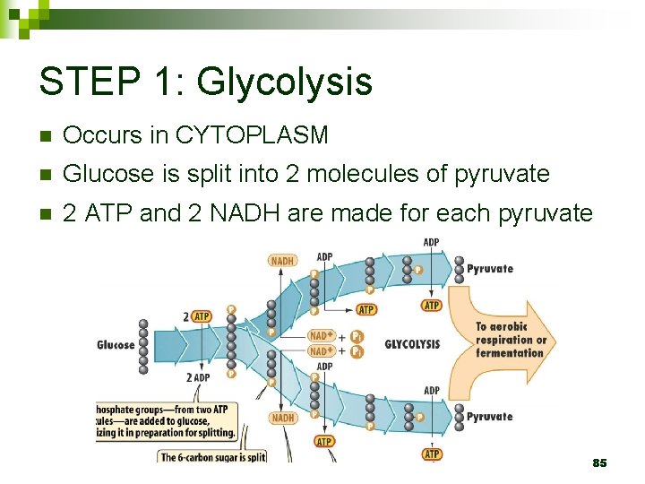 STEP 1: Glycolysis n Occurs in CYTOPLASM n Glucose is split into 2 molecules