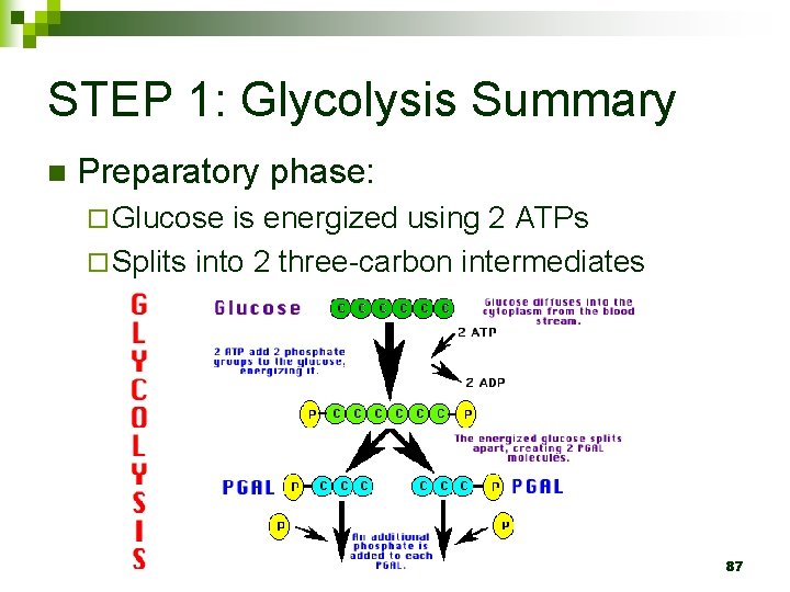 STEP 1: Glycolysis Summary n Preparatory phase: ¨ Glucose is energized using 2 ATPs