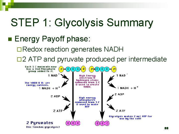 STEP 1: Glycolysis Summary n Energy Payoff phase: ¨ Redox reaction generates NADH ¨