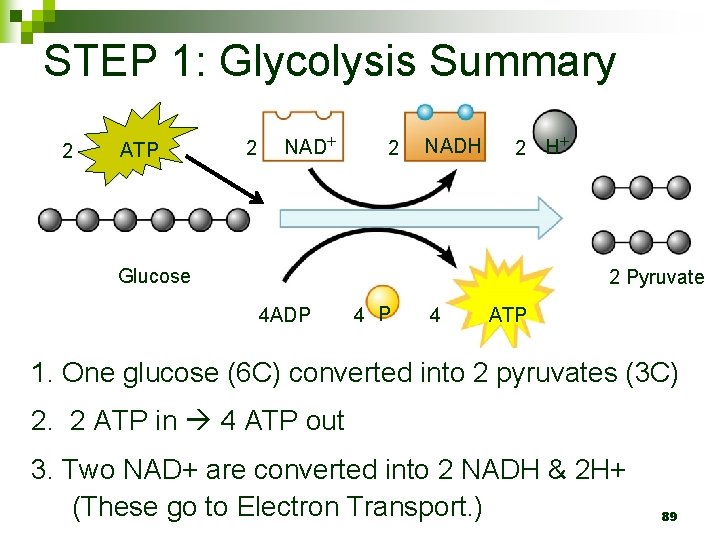 STEP 1: Glycolysis Summary 2 ATP 2 NADH 2 H Glucose 2 Pyruvate 4