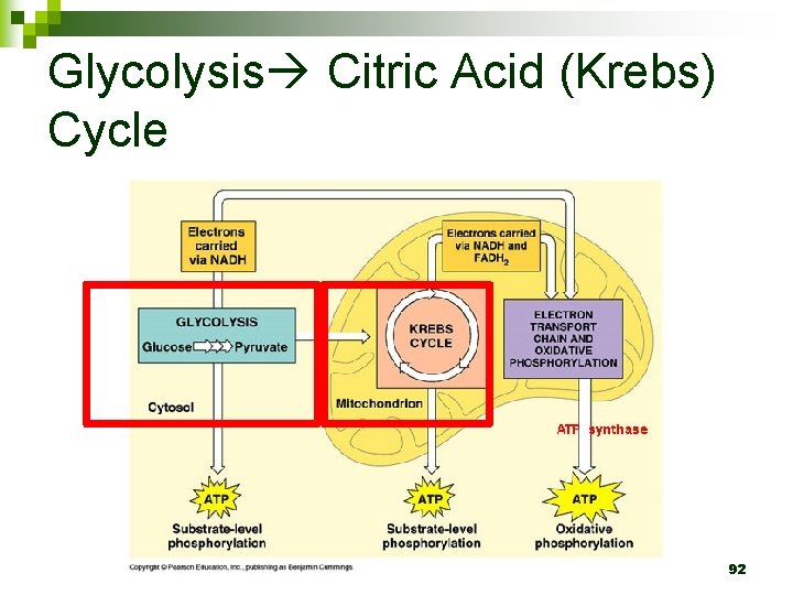 Glycolysis Citric Acid (Krebs) Cycle 92 