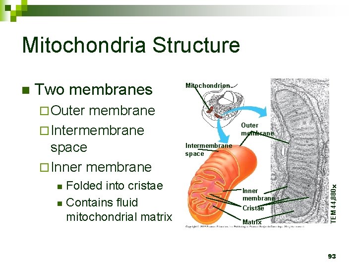 Mitochondria Structure Two membranes membrane ¨ Intermembrane space ¨ Inner membrane Mitochondrion ¨ Outer