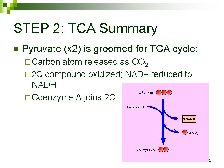 STEP 2: TCA Summary n Pyruvate (x 2) is groomed for TCA cycle: ¨