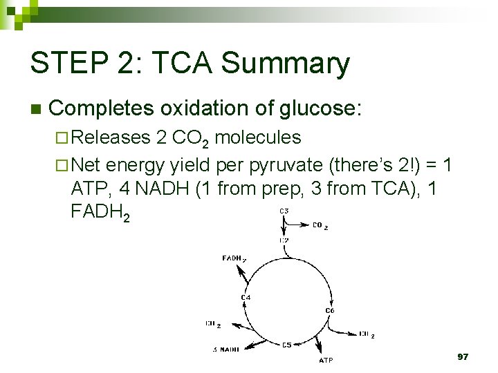 STEP 2: TCA Summary n Completes oxidation of glucose: ¨ Releases 2 CO 2