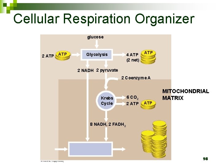 Cellular Respiration Organizer glucose 2 ATP Glycolysis 4 ATP (2 net) ATP 2 NADH
