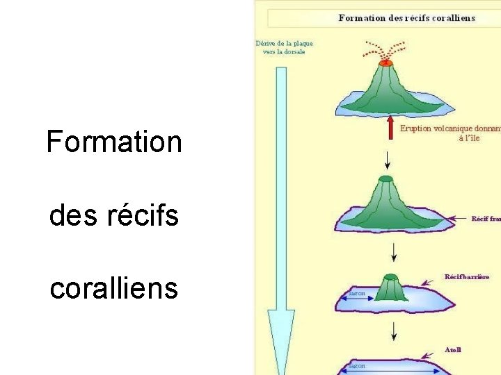 Formation des récifs coralliens 