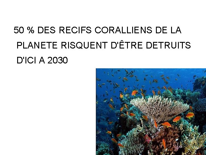 50 % DES RECIFS CORALLIENS DE LA PLANETE RISQUENT D'ÊTRE DETRUITS D'ICI A 2030