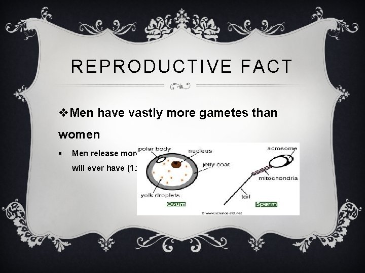 REPRODUCTIVE FACT v. Men have vastly more gametes than women § Men release more
