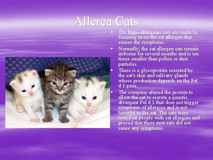 Allerca Cats § The hypo-allergenic cats are made by focusing in on the cat